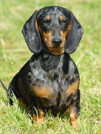Bella-kleiner